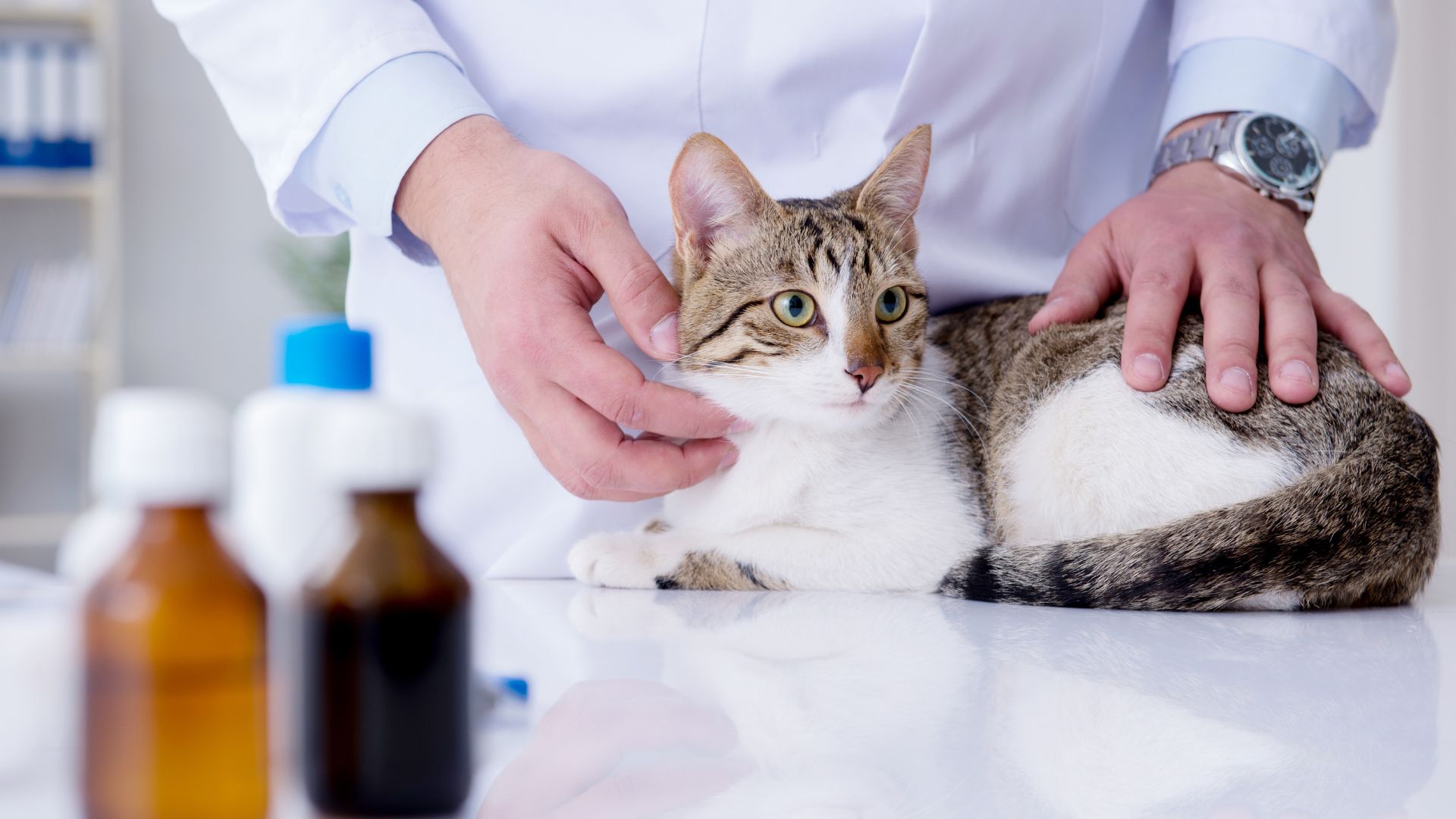 doctor giving to ill puppy a pill