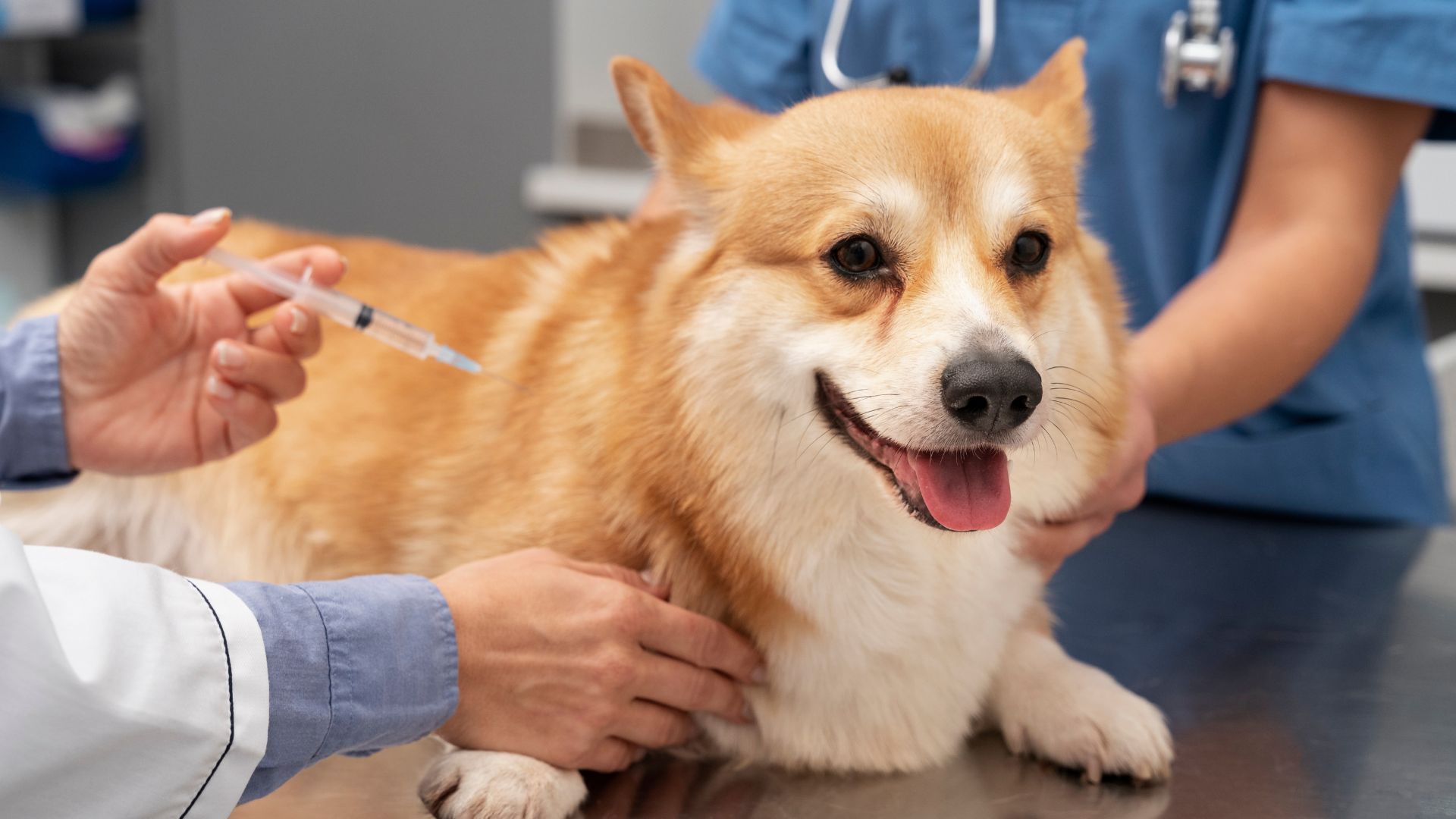 dog getting injected